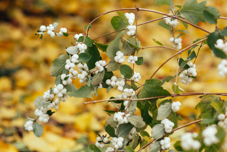 Wirkung und Nutzen der Beeren