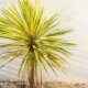 Yucca Palme - Erde oder Seramis