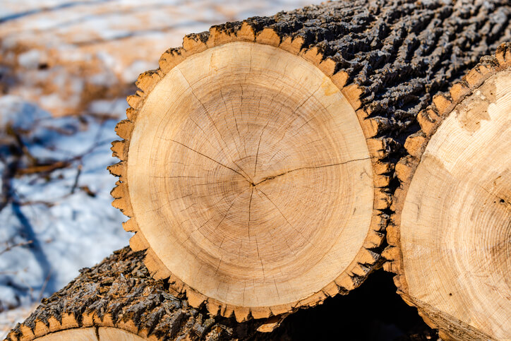 Zählen der Wachstumsringe