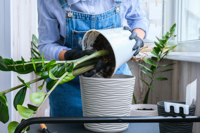 Zamioculcas umtopfen - nützliche Tipps