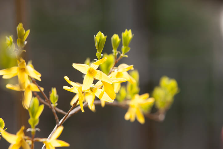 Zeitliche Alternativen einer Pflanzung
