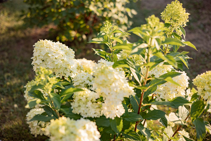 Zeitpunkt des Rückschnitts