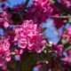 Zierapfel Blüte - Blütezeit und Pflege