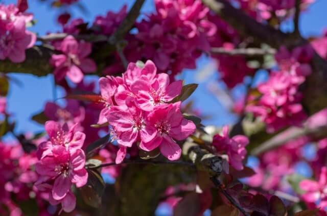 Zierapfel Blüte - Blütezeit und Pflege