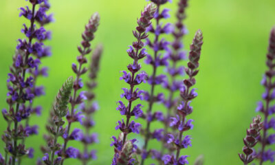 Ziersalbei - essbar oder giftig