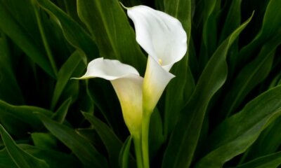 Zimmercalla - wie giftig ist die Pflanze