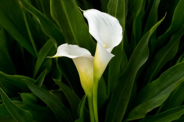 Zimmercalla - wie giftig ist die Pflanze