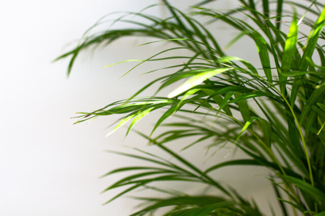 Zimmerpalme - ist sie giftig für Katzen