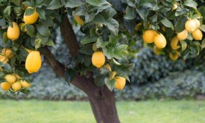 Zitronenbaum - richtige Erde und Dünger