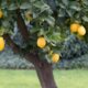 Zitronenbaum - richtige Erde und Dünger