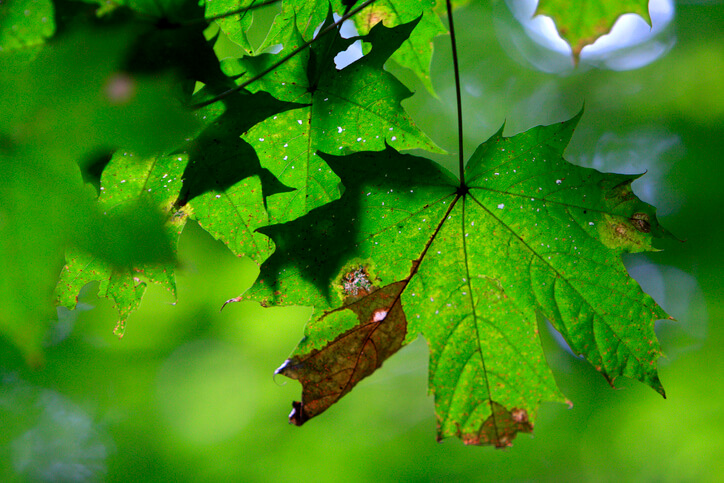 Zu windiger Standort