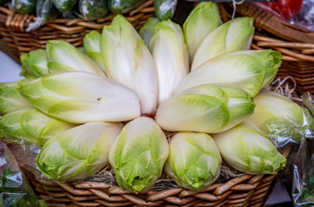 Zuckerhut - so ernten Sie ihn richtig!