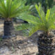 Zwerg-Dattelpalme - Ursachen für braune Blätter