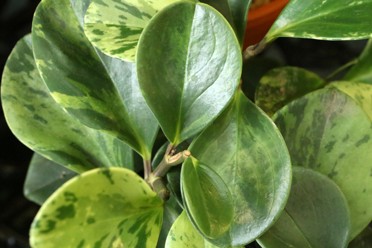 Zwergpfeffer als Terrarienpflanze und Futter