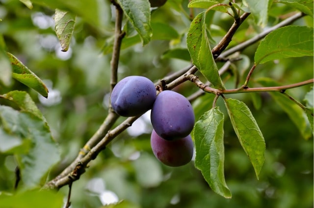 Zwetschgen - Reifegrad, richtige Ernte und mehr