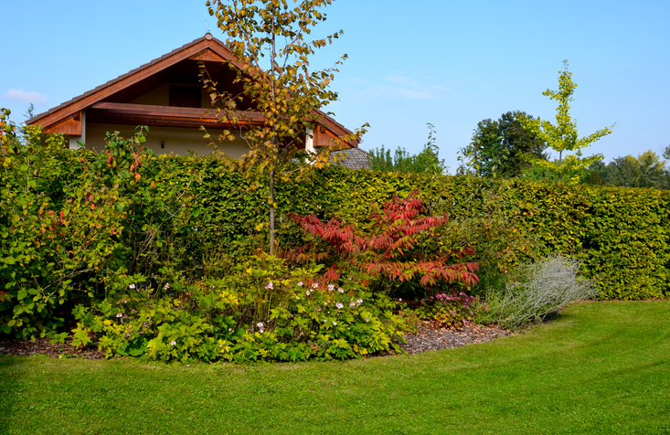 Abstände zu anderen Gewächsen