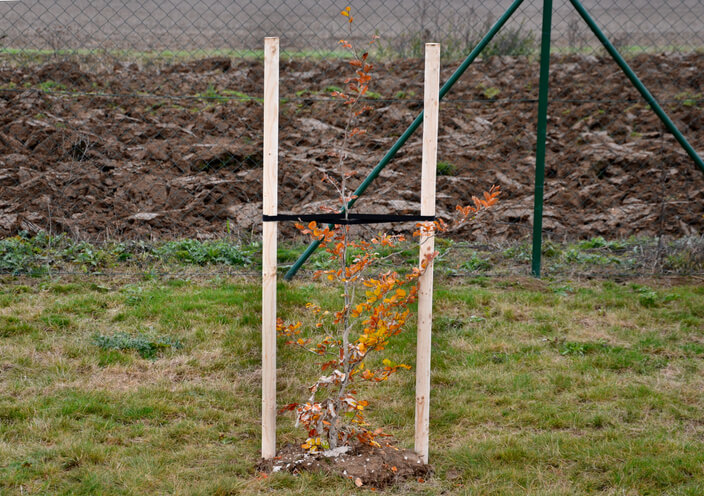 Abstützen junger Rotbuchen