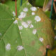 Ahorn-Blätter - Ursachen und Behandlung weißer Flecken
