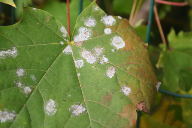 Ahorn-Blätter - Ursachen und Behandlung weißer Flecken