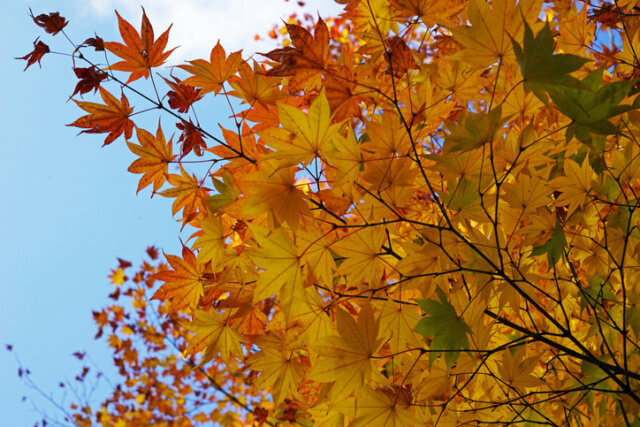 Ahorn - ideale Pflege