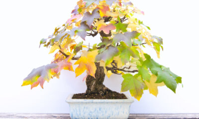 Amberbaum als Bonsai - so erziehen Sie ihn richtig!