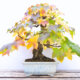 Amberbaum als Bonsai - so erziehen Sie ihn richtig!