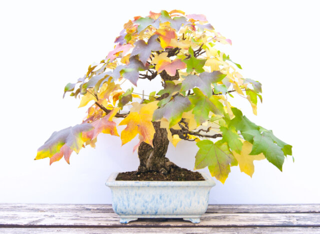 Amberbaum als Bonsai - so erziehen Sie ihn richtig!
