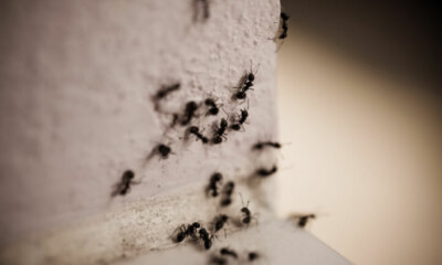 Ameisen - mit diesen Mitteln hält man sie fern!