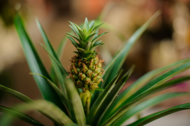 ᐅ Ananas - so ziehen Sie Jungpflanzen aus Kernen!
