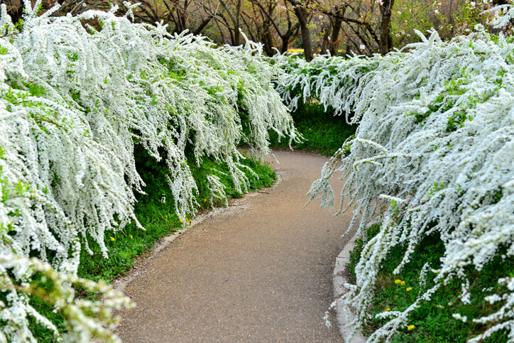 Angemessene Pflege einer Spierstrauch-Hecke