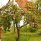 Apfelbaum - Wissenswertes zu Hochstämmchen