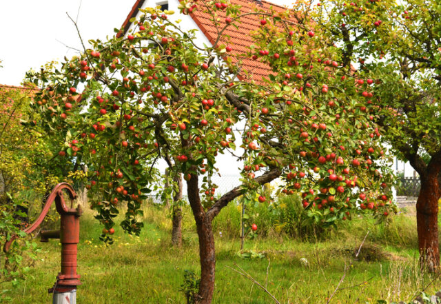 Apfelbaum - Wissenswertes zu Hochstämmchen