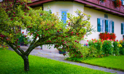 Apfelbaum - schonendes Ausgraben
