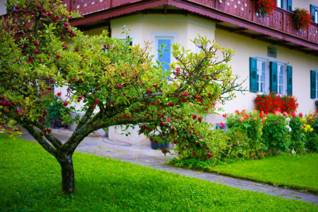 Apfelbaum - schonendes Ausgraben