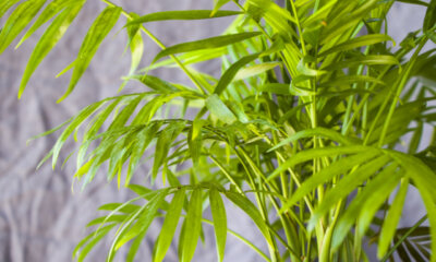 Areca-Palme - von welchen Schädlingen wird sie befallen