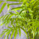 Areca-Palme - von welchen Schädlingen wird sie befallen