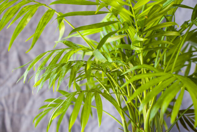 Areca-Palme - von welchen Schädlingen wird sie befallen