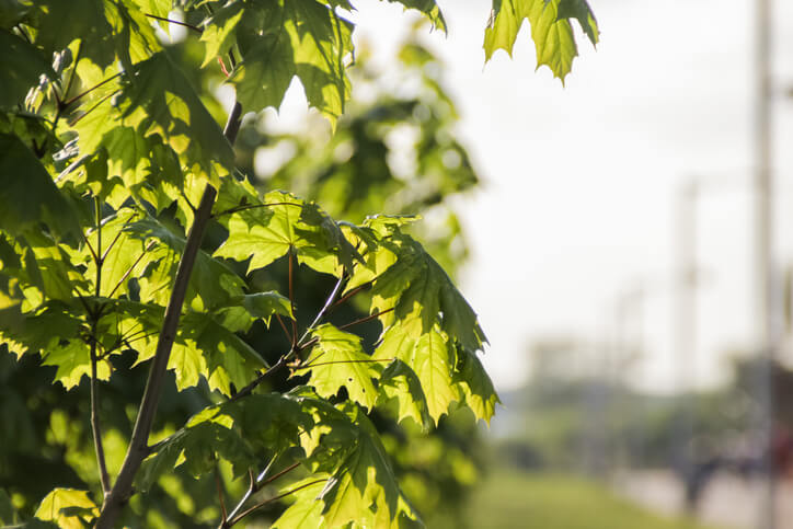 Ausbluten und langsame Heilung