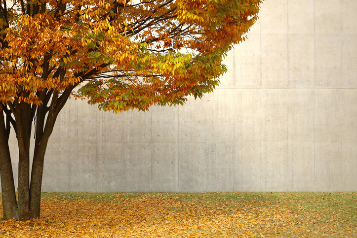 Auslichten einer Goldulme