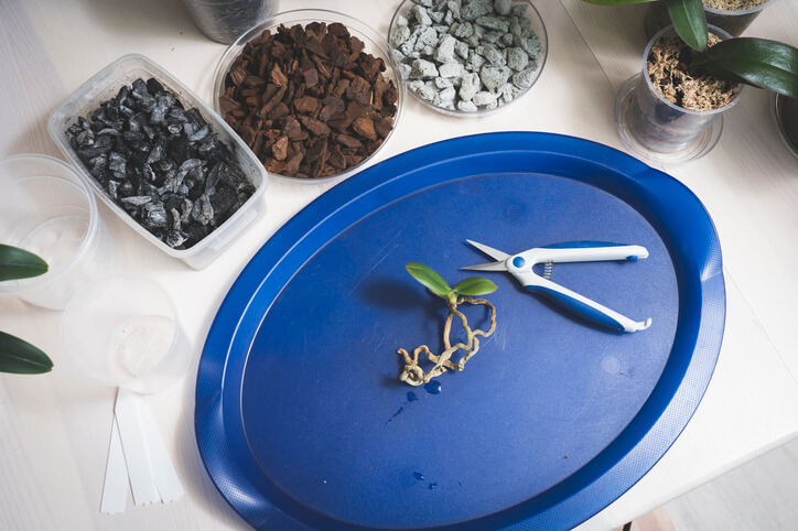 Beschnitt der Wurzeln - ein kontroverses Thema