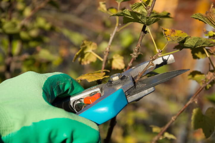 Beschnitt von Roten Johannisbeeren