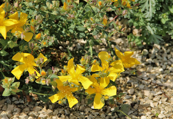 Bester Standort des Johanniskraut