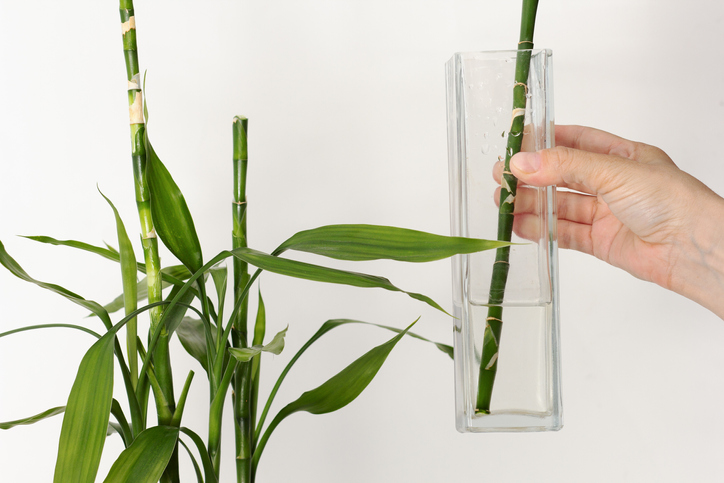 Bewurzelung in einem Wasserglas