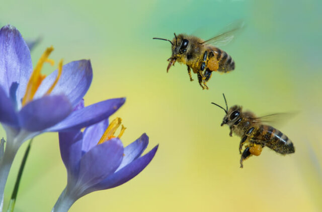 Bienen - wie Sie die nützlichen Insekten fernhalten