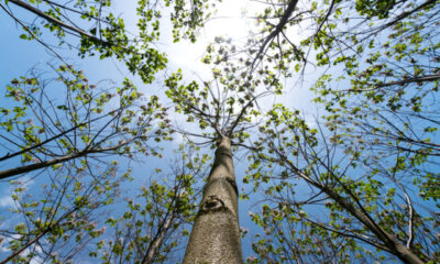 Blauglockenbaum - Winterhärte und Schutz der Paulownia