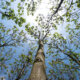 Blauglockenbaum - Winterhärte und Schutz der Paulownia