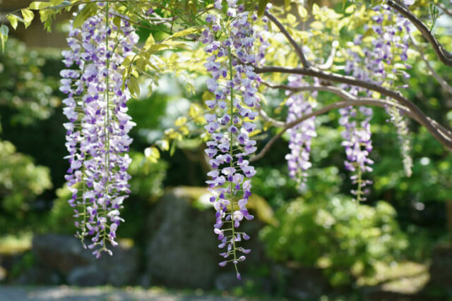 Blauregen (Wisteria) - welche Vorteile hat die Veredelung