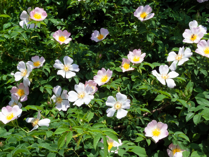 Blüte und Früchte der Heckenrose