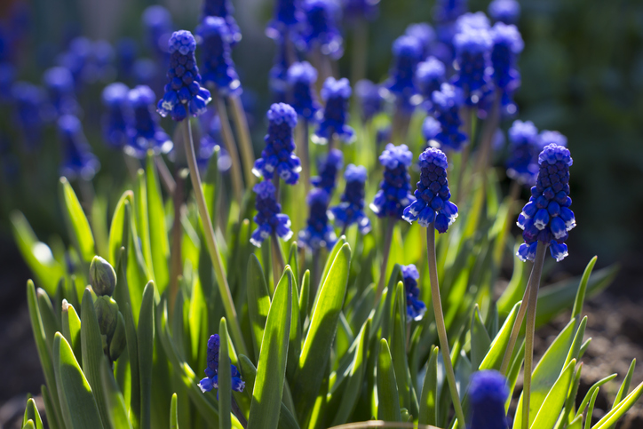 Blüten und Blätter