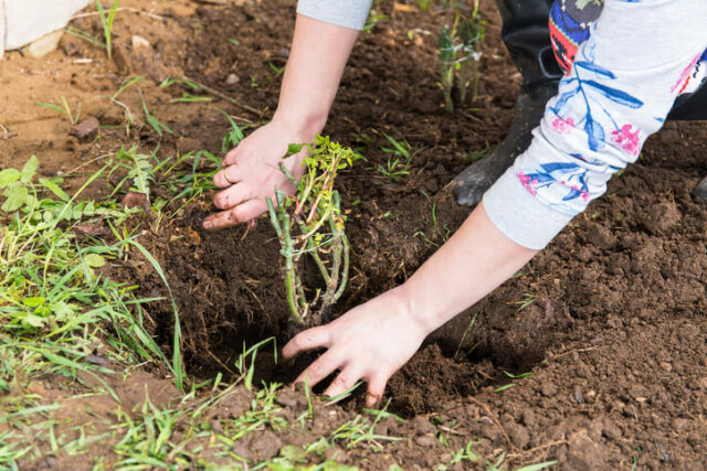 Buschrosen - so pflanzen Sie die Gewächse richtig!